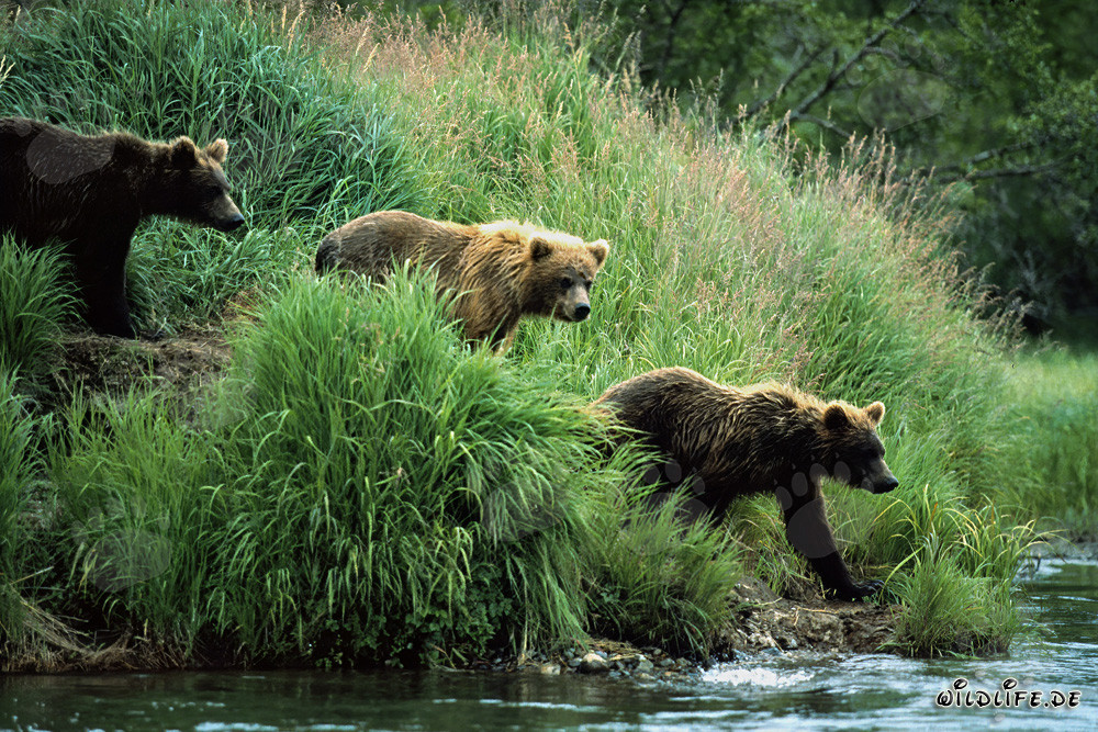 Observer les ours bruns le long de la rivière dans la nature sauvage de l'Alaska
