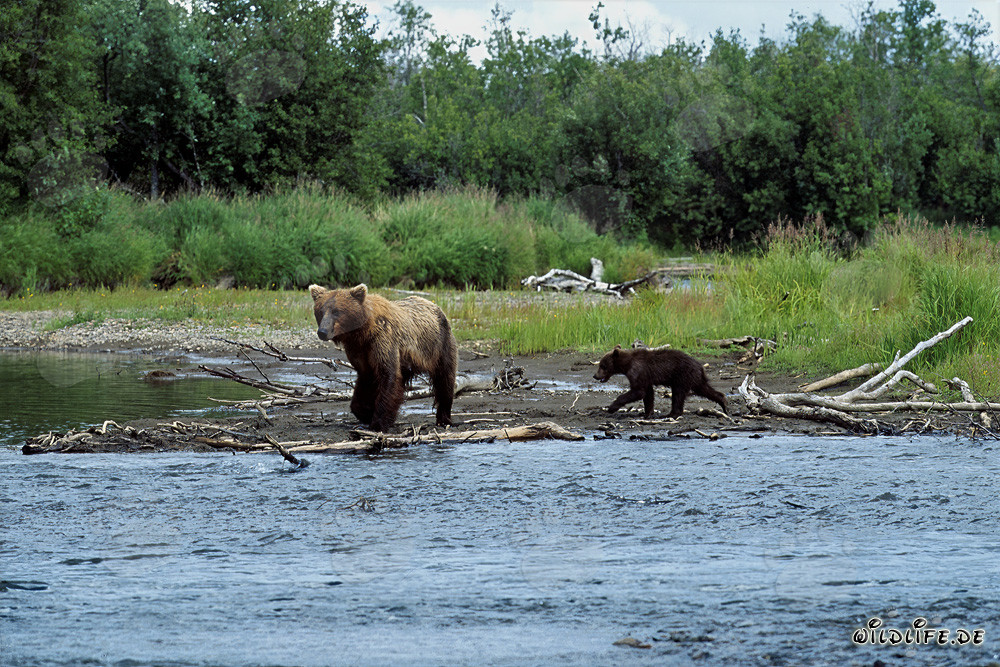 Braunbärenfamilie beim Fischen am Flussufer in Katmai, Alaska