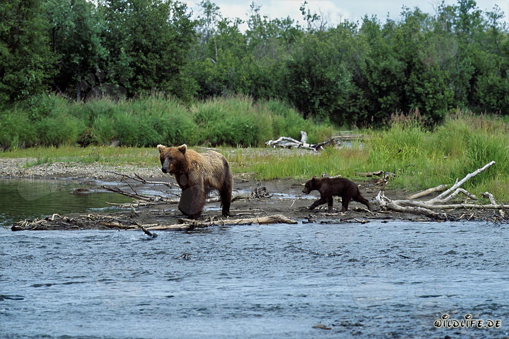 Brown Bear Family Fishing at the Riverbank in Katmai, Alaska