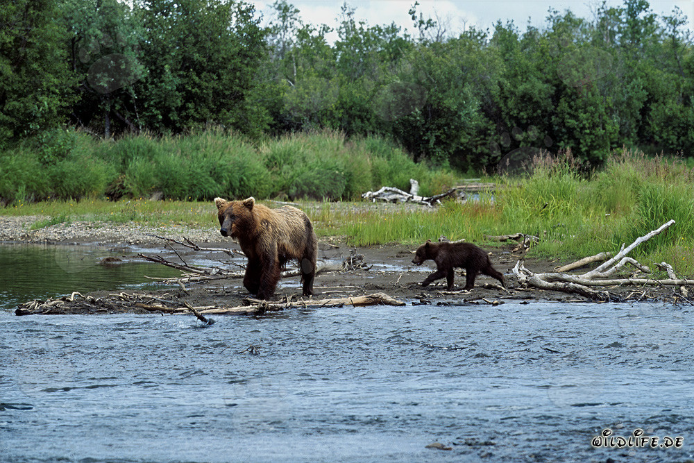 Famiglia di orsi bruni che pescano sulla riva del fiume a Katmai, Alaska