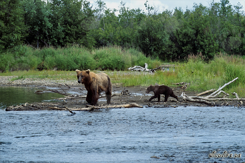 Familia de osos pardos pescando en la orilla del río en Katmai, Alaska