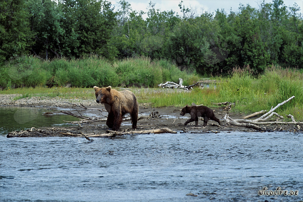Famille d'ours bruns pêchant au bord de la rivière à Katmai, Alaska