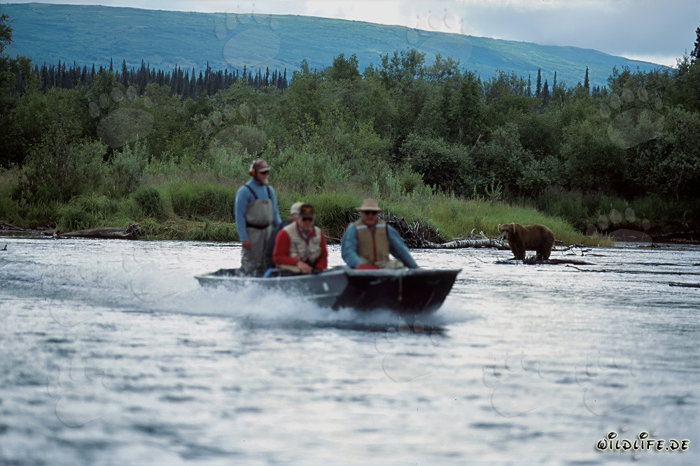 Barco especial y oso pardo en el rico Parque Nacional Katmai