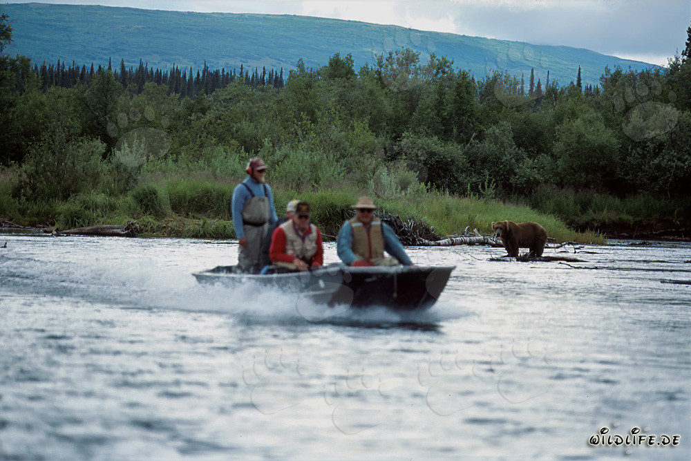 Bateau spécial et l'ours brun dans le parc national de Katmai riche en poissons