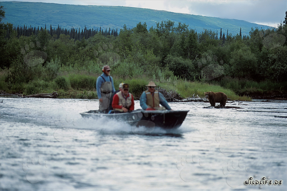 Specialboat and the brown bear in the fish-rich Katmai National Park
