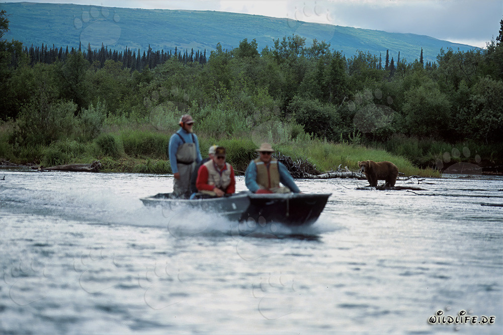 Spezialboot und der Braunbär im fischreichen Katmai Nationalpark