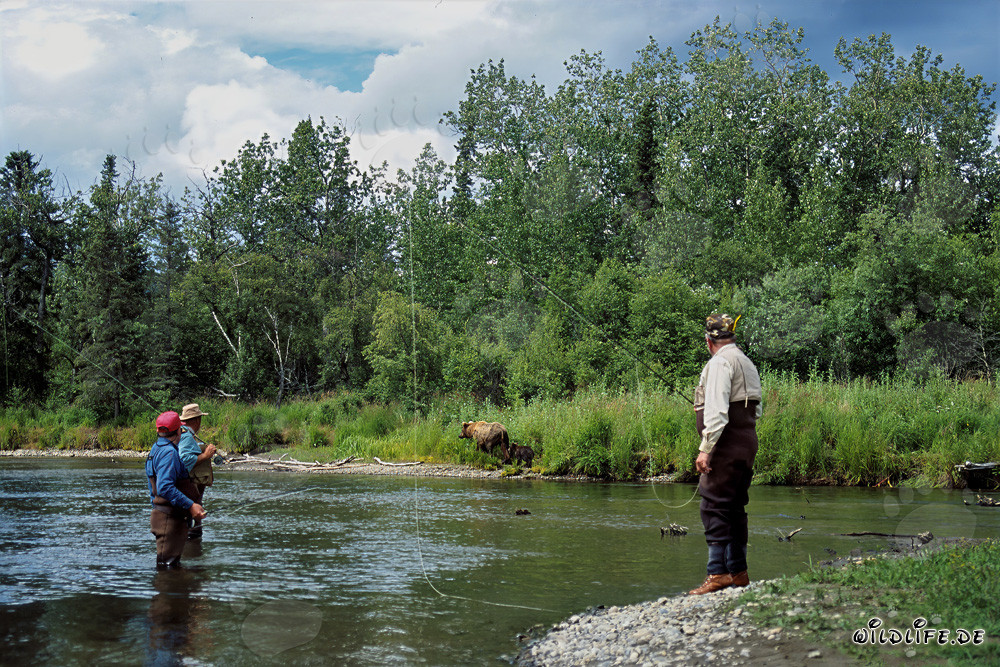Fishermen and Bears in the Wilderness of Alaska