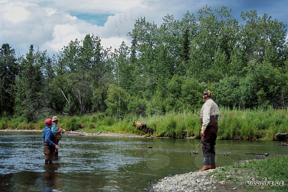 Pescadores y osos en la naturaleza salvaje de Alaska
