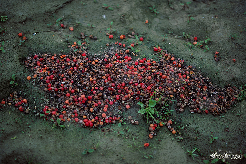 Decorative Brown Bear Excrement Found in Autumn