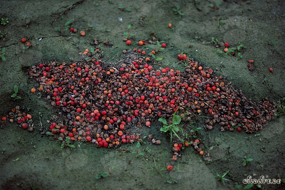 Excrementos decorativos de oso pardo descubiertos en otoño