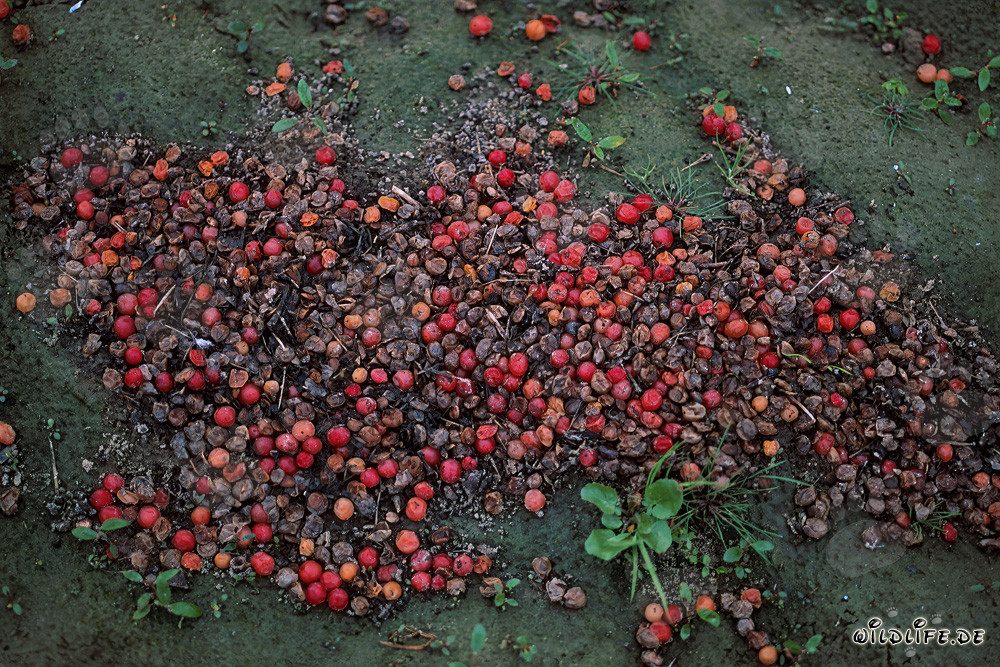 Braunbär Losung mit unverdauten roten Beeren