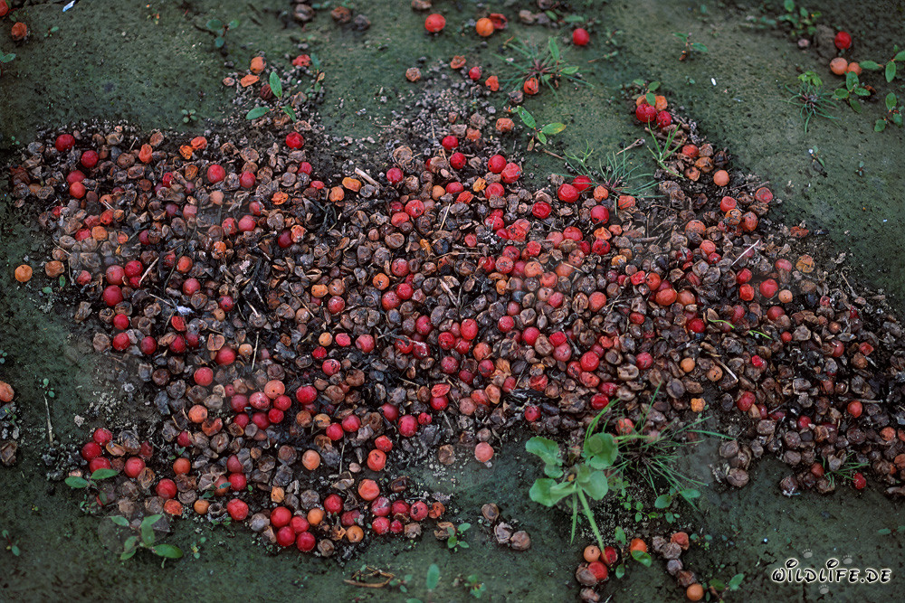 Brown Bear Excrement with Undigested Red Berries