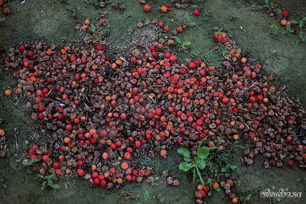 Escrementi di orso bruno con bacche rosse non digerite