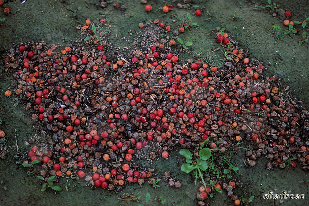 Excrementos de oso pardo con bayas rojas no digeridas