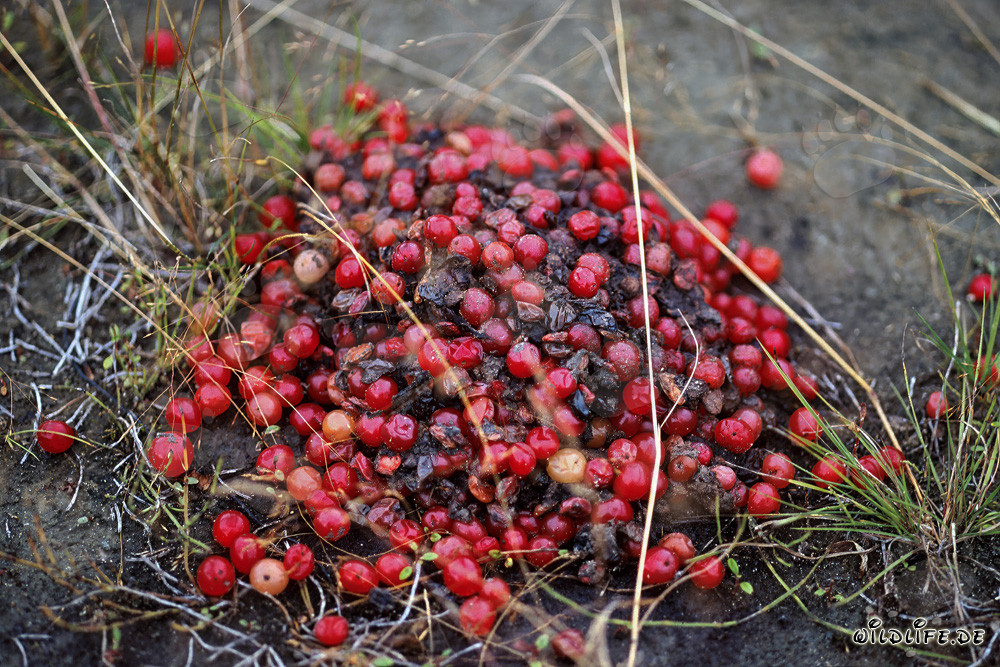 Brown Bear Excrement discovered in the Autumn Forest