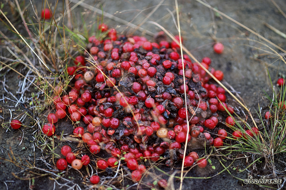 Excrementos de oso pardo encontrados en el bosque de otoño