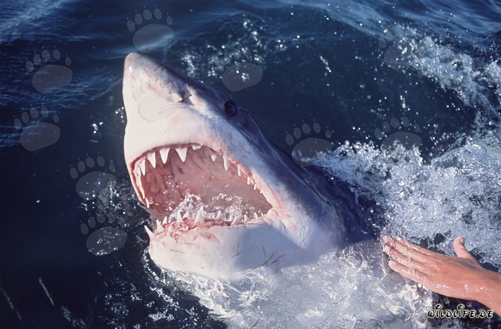 Grand requin blanc impressionnant émerge des profondeurs de l'océan
