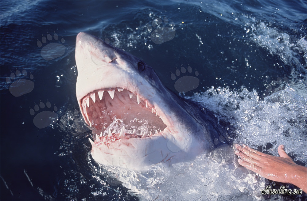 Impressive Great White Shark emerging from the depths of the ocean