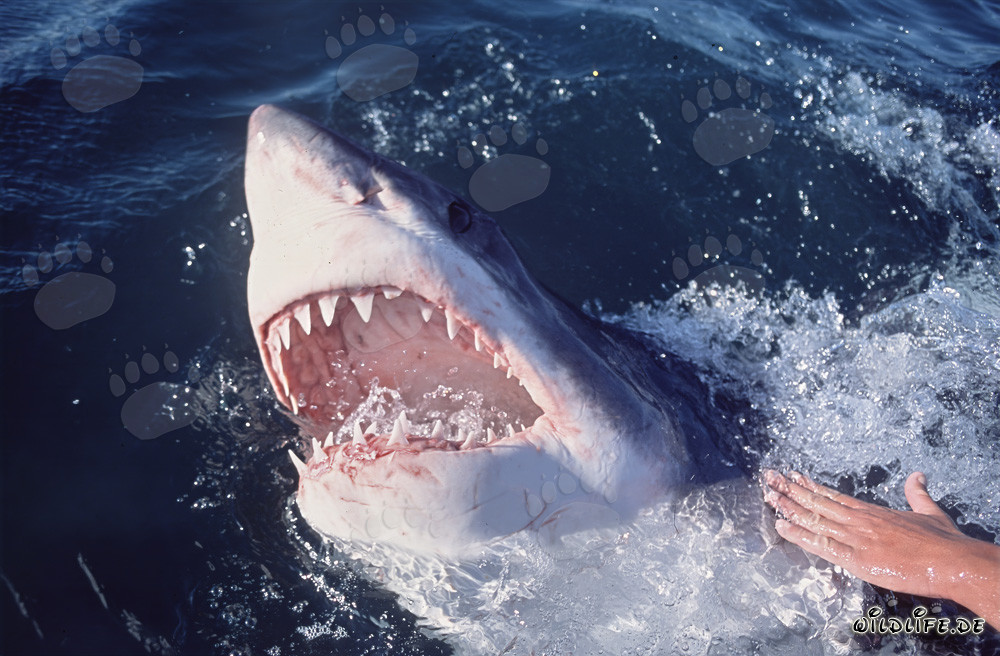 Impresionante tiburón blanco emerge de las profundidades del océano