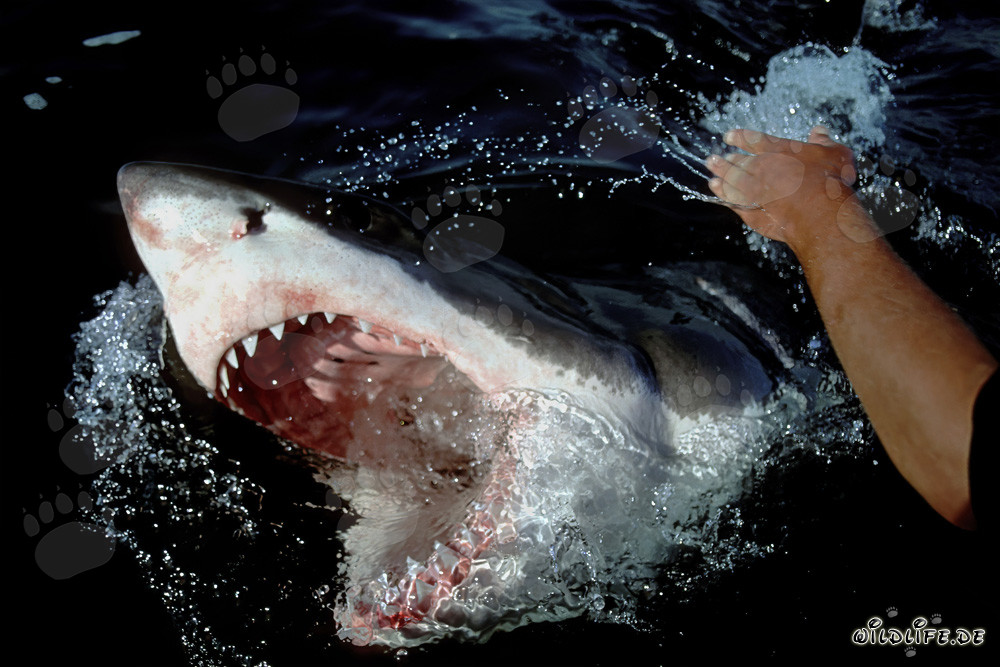 Great White Shark breaks through the water with open mouth