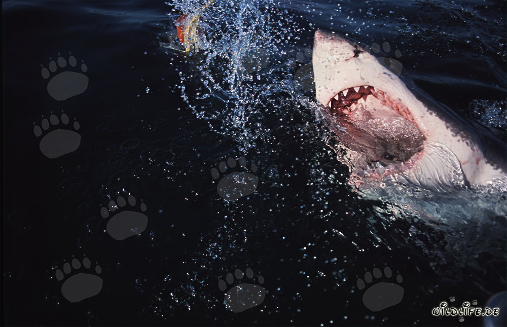 Gran tiburón blanco (Carcharodon carcharias) emerge espectacularmente desde las profundidades