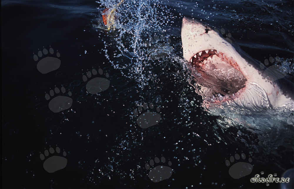 Grand requin blanc (Carcharodon carcharias) surgit spectaculairement des profondeurs
