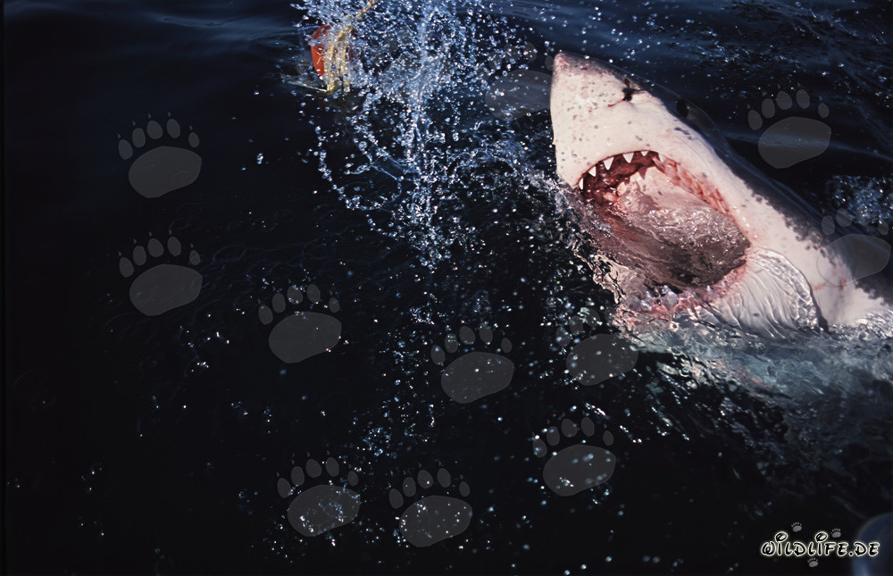 Grande squalo bianco (Carcharodon carcharias) emerge spettacolarmente dalle profondità