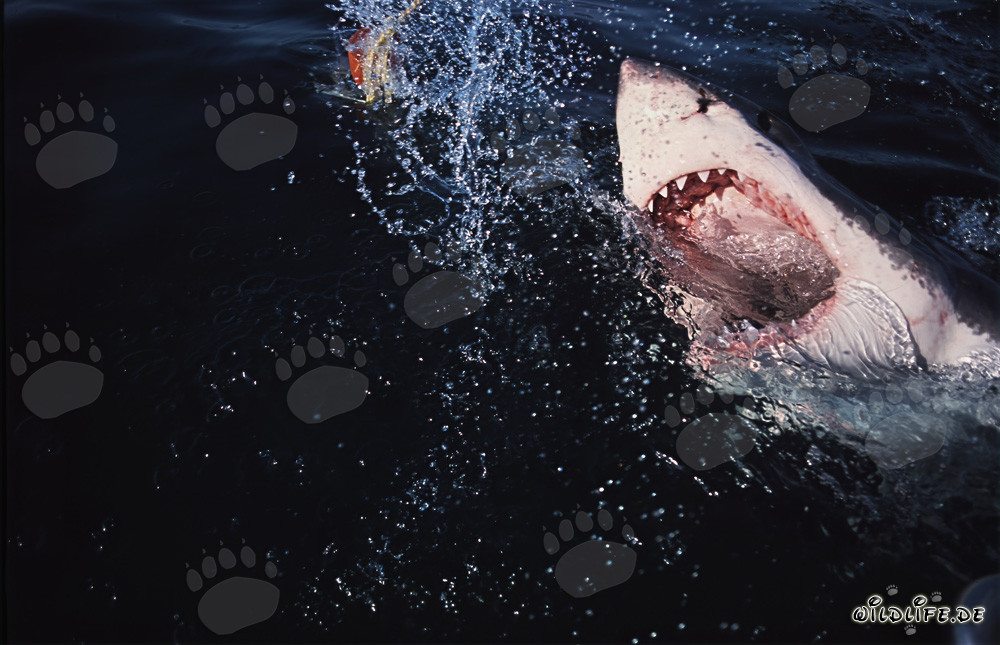 Great White Shark (Carcharodon carcharias) spectacularly breaches from the depths