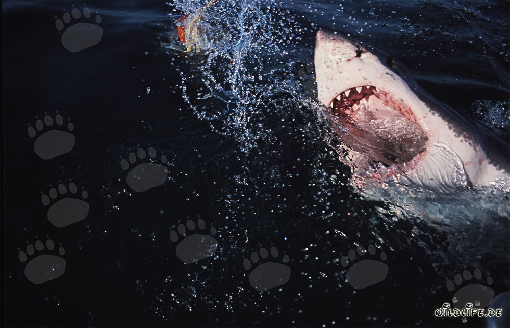 Großer Weißer Hai (Carcharodon carcharias) bricht spektakulär aus der Tiefe empor