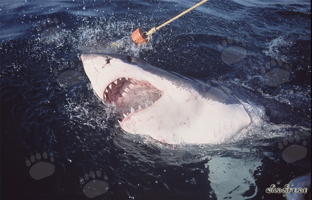 Gran tiburón blanco rompiendo dramáticamente la superficie del mar