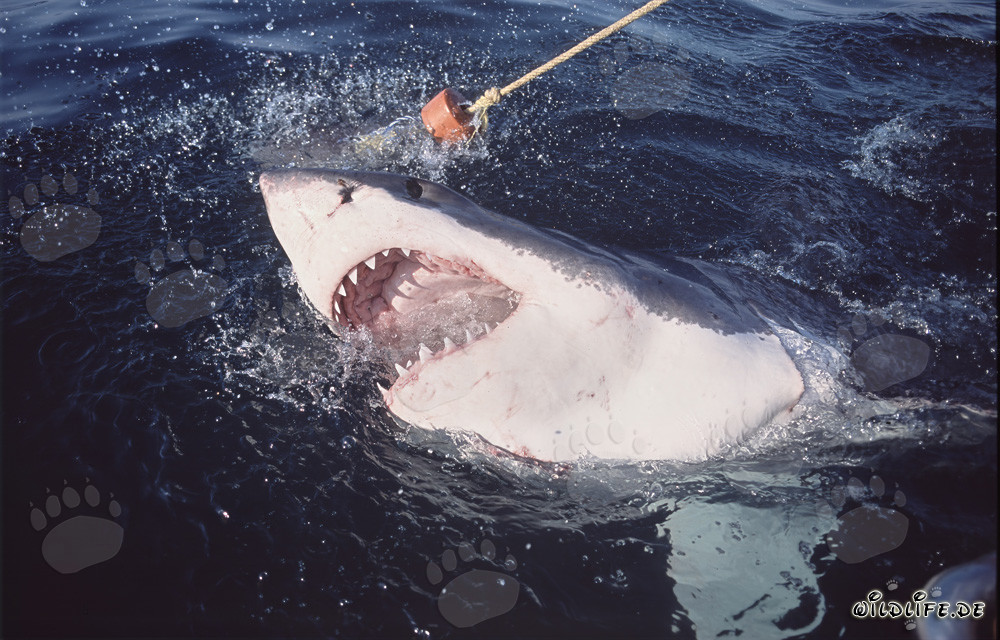 Grand requin blanc percant dramatiquement la surface de la mer