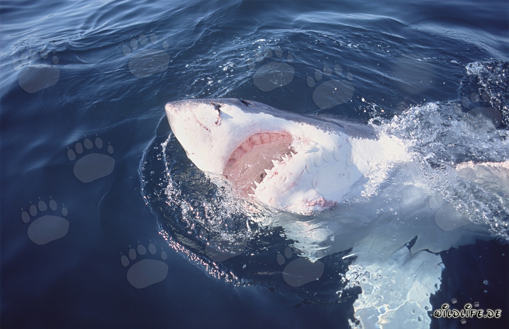 Majestic Great White Shark reveals its impressive underside