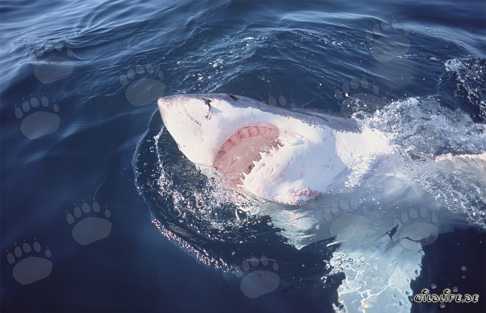 Majestuoso tiburón blanco muestra su imponente parte inferior blanca