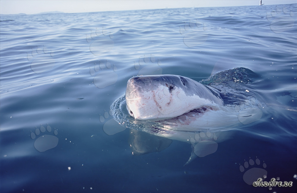 Great White Shark observing the overwater world near Gansbaai