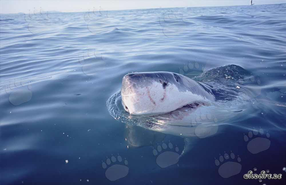 Requin blanc observant le monde au-dessus de l'eau devant Gansbaai