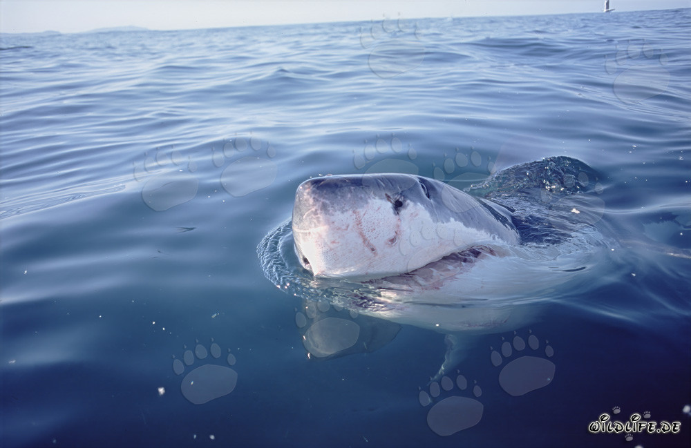 Tiburón blanco observando el mundo sobre la superficie del agua frente a Gansbaai