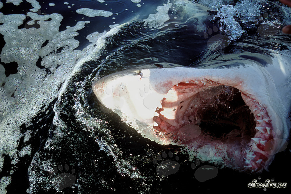 Image impressionnant : Grand requin blanc avec la gueule largement ouverte