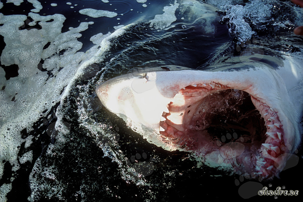 Impressive Image: White Shark with Wide Open Mouth