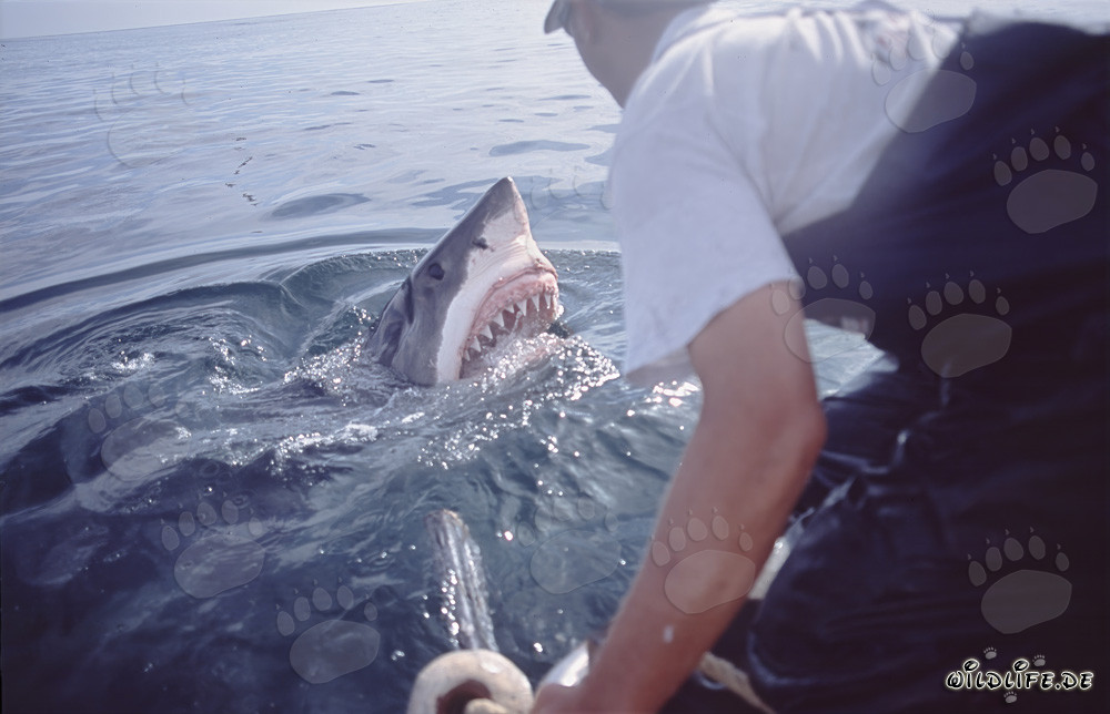 Impresionante Gran Tiburón Blanco emerge del agua - Carcharodon carcharias