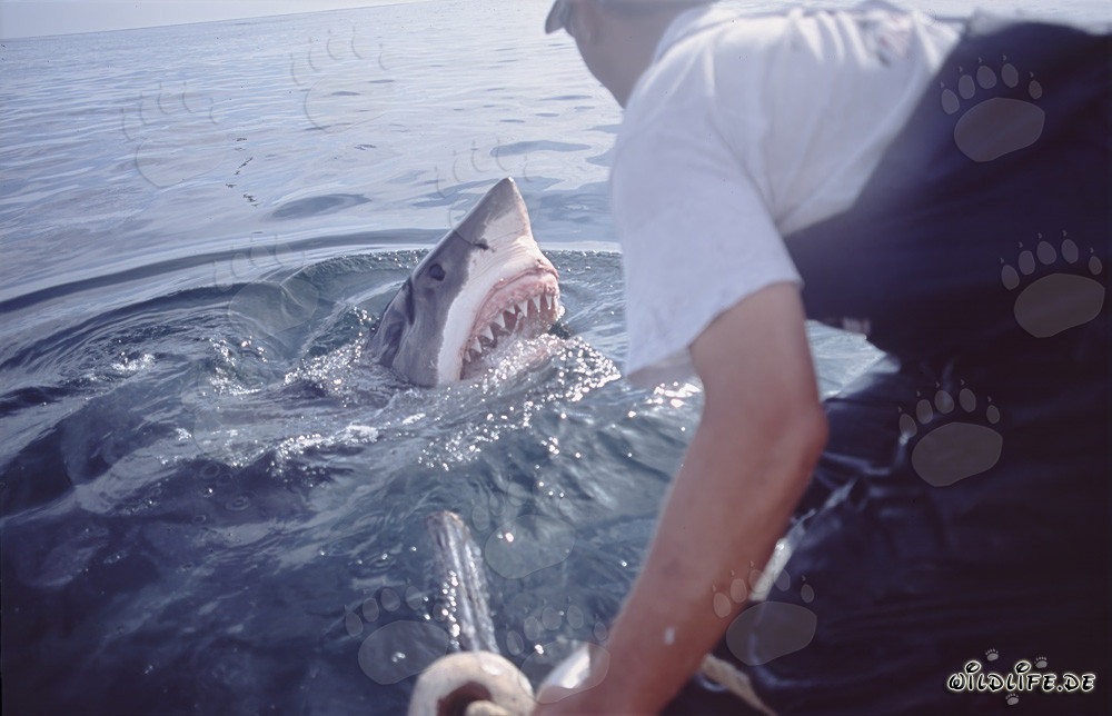Grand requin blanc impressionnant émerge de l'eau - Carcharodon carcharias