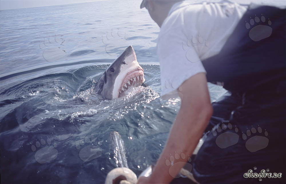 Impressive Great White Shark emerging from the water - Carcharodon carcharias