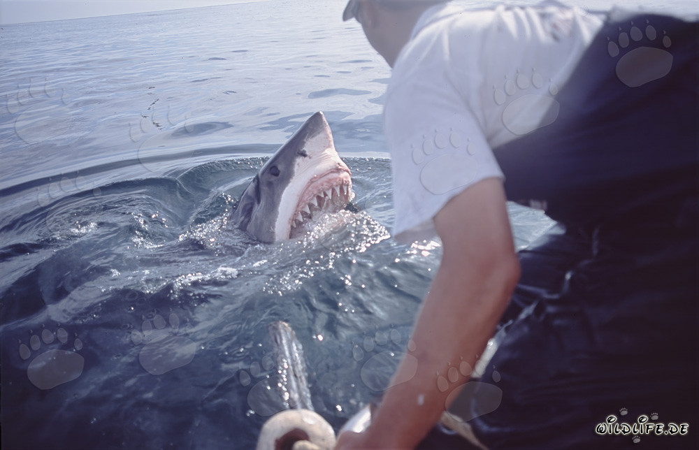 Imponente Squalo Bianco emerge dall'acqua - Carcharodon carcharias