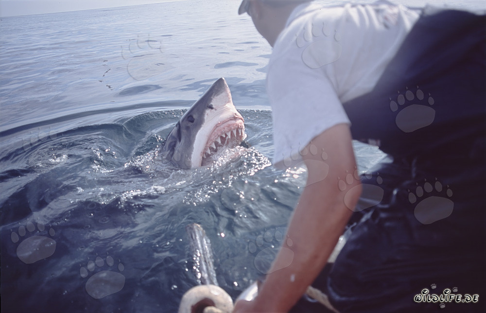 Imposanter Weißer Hai taucht aus dem Wasser auf - Carcharodon carcharias