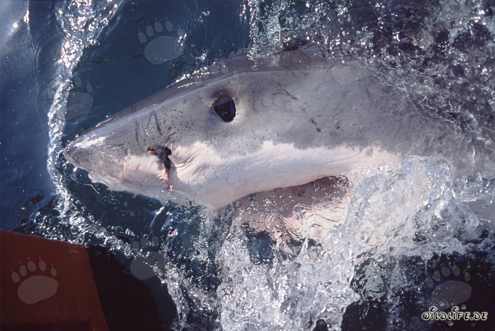 Portrait rapproché d'un majestueux grand requin blanc en Afrique du Sud