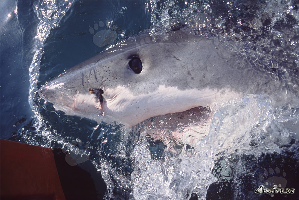 Close-up of a Majestic Great White Shark in South Africa