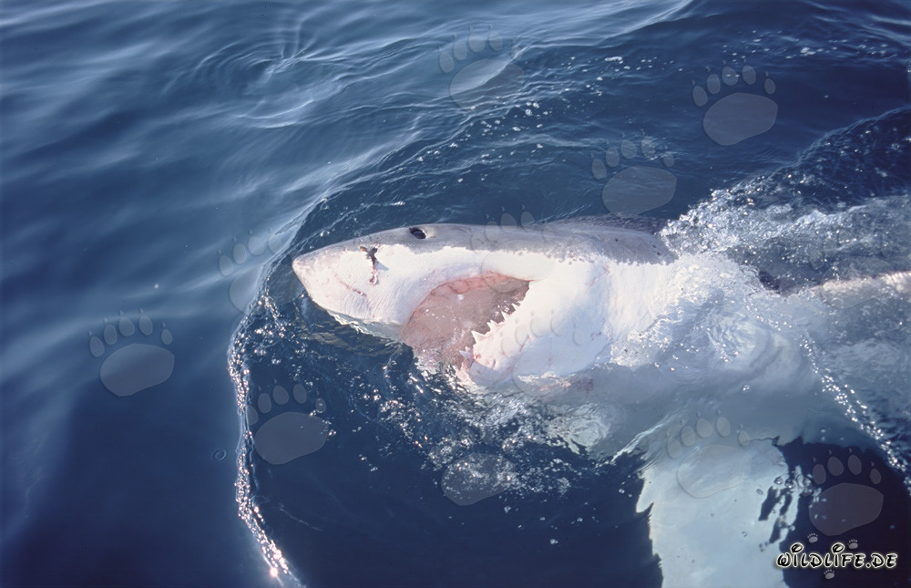 Great White Shark - Majesty of the Seas
