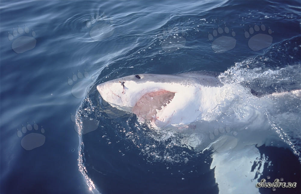 Tiburón blanco - Majestuosidad de los mares