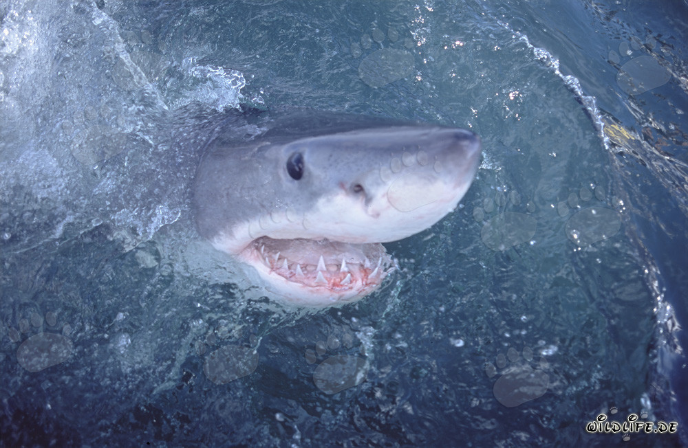 Le Grand Requin Blanc observe le monde au-dessus de l'eau