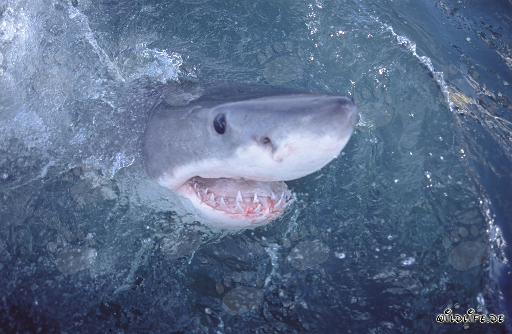 Great White Shark observes the world above water