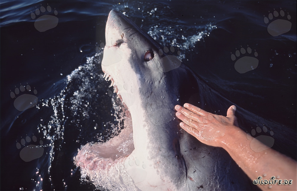 Grand requin blanc impressionnant émerge avec la gueule ouverte